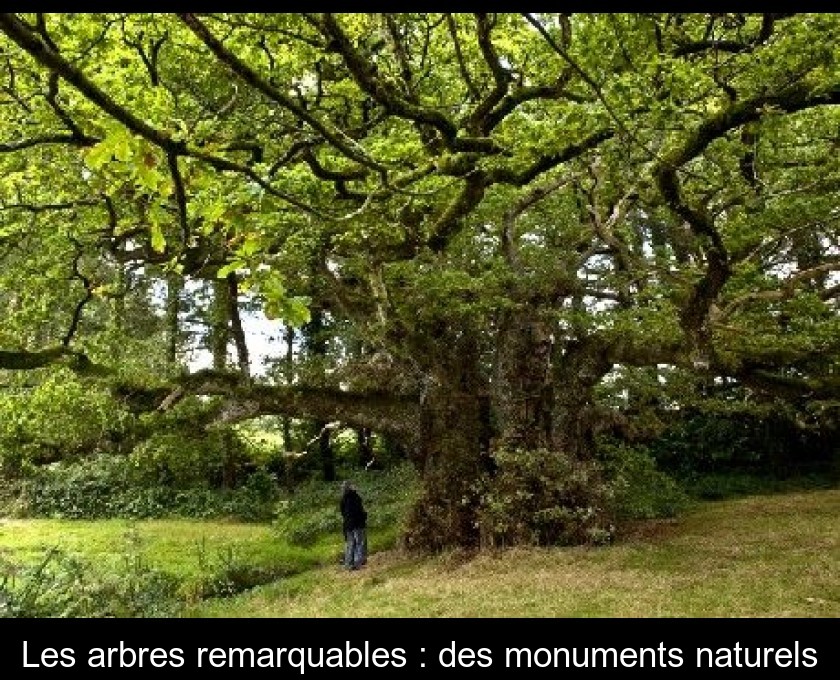 Les arbres remarquables : des monuments naturels