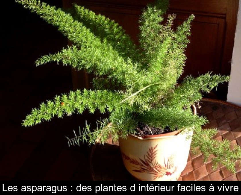 Les asparagus : des plantes d'intérieur faciles à vivre