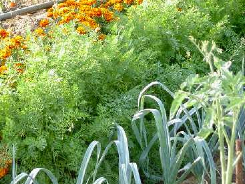 Les associations de plantes : mode d'emploi Les associations de plantes : mode d'emploi