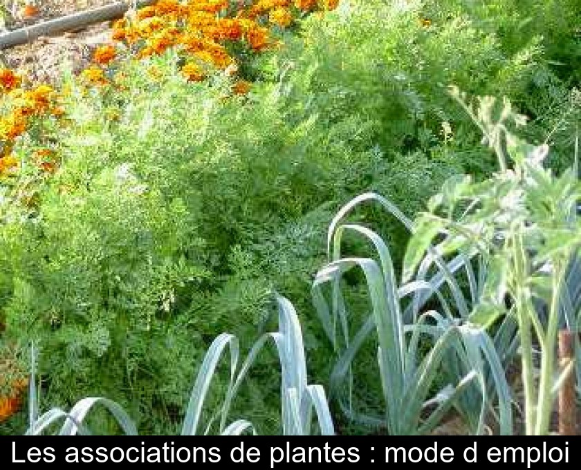 Les associations de plantes : mode d'emploi Les associations de plantes : mode d'emploi