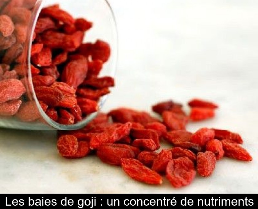 Les baies de goji : un concentré de nutriments