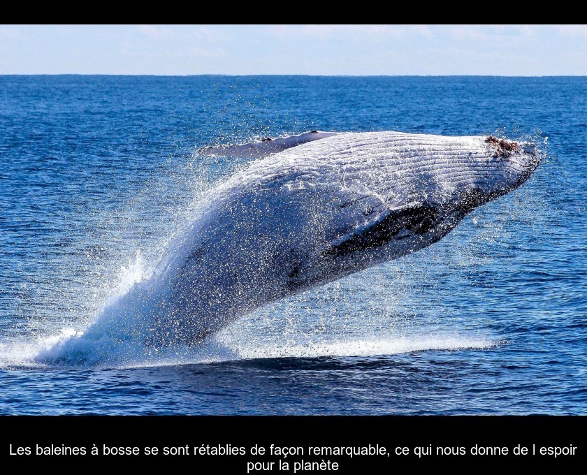 Les baleines à bosse se sont rétablies de façon remarquable, ce qui nous donne de l'espoir pour la planète Les baleines à bosse se sont rétablies de façon remarquable, ce qui nous donne de l'espoir pour la planète