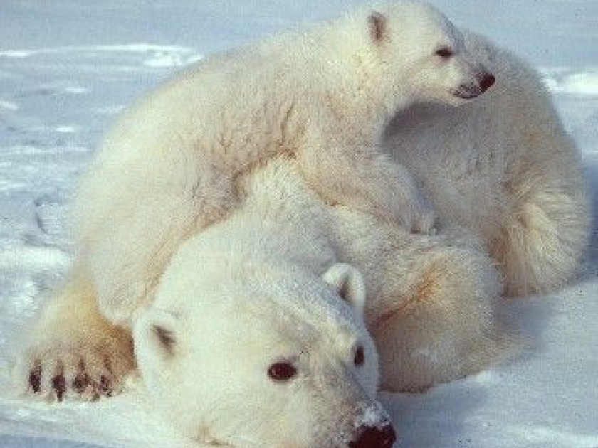 Les balises Argos : un oeil sur notre planète Les balises Argos : un oeil sur notre planète