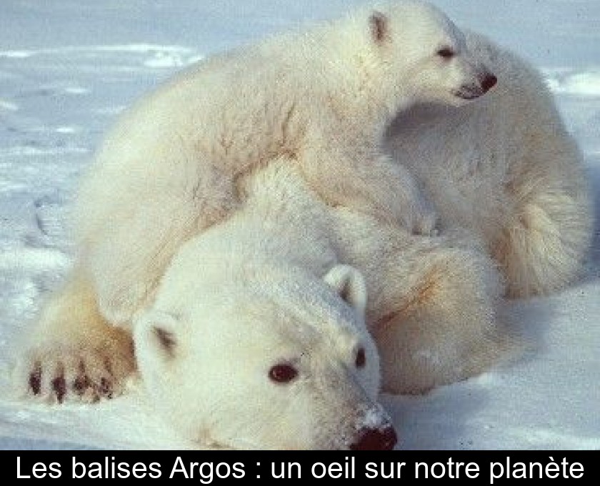 Les balises Argos : un oeil sur notre planète Les balises Argos : un oeil sur notre planète