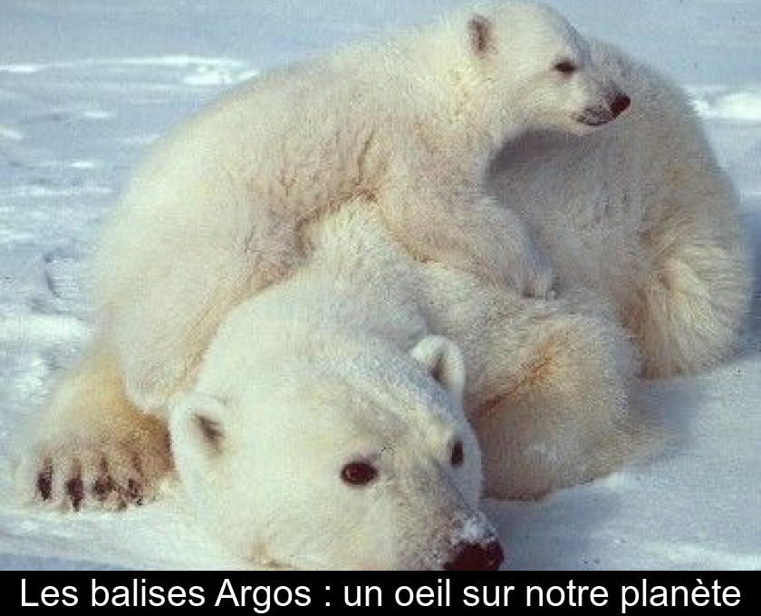 Les balises Argos : un oeil sur notre planète