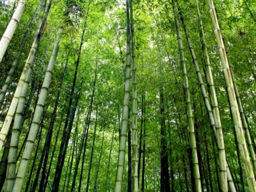 Les Bambous du Mandarin : une balade dépaysante dans le Var Les Bambous du Mandarin : une balade dépaysante dans le Var