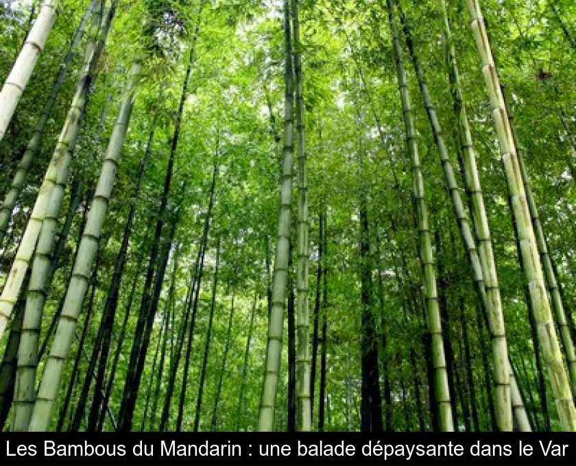 Les Bambous du Mandarin : une balade dépaysante dans le Var