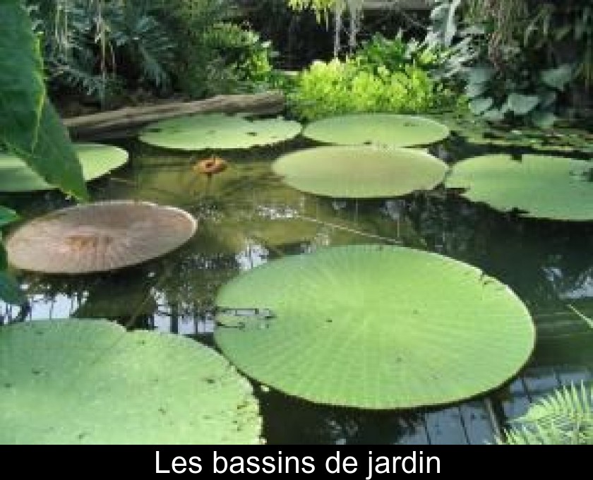 Les bassins de jardin Les bassins de jardin