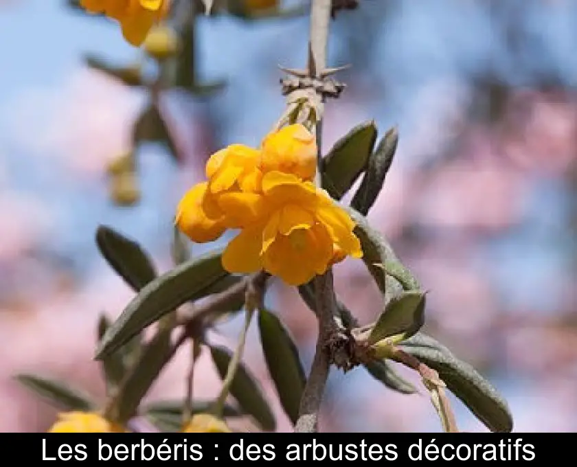 Les berbéris : des arbustes décoratifs