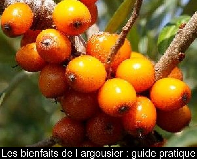 Les bienfaits de l'argousier : guide pratique Les bienfaits de l'argousier : guide pratique