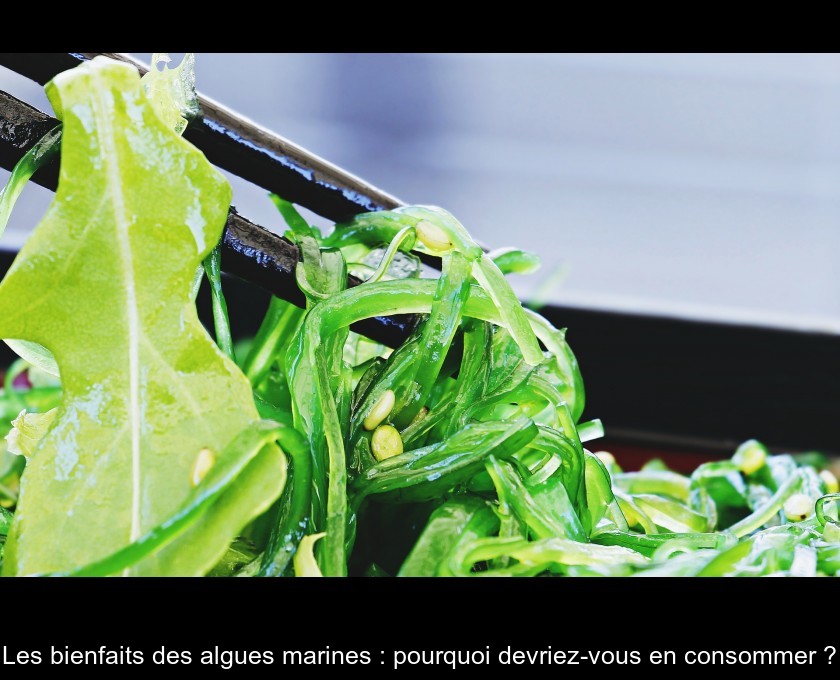 Les bienfaits des algues marines : pourquoi devriez-vous en consommer ? Les bienfaits des algues marines : pourquoi devriez-vous en consommer ?