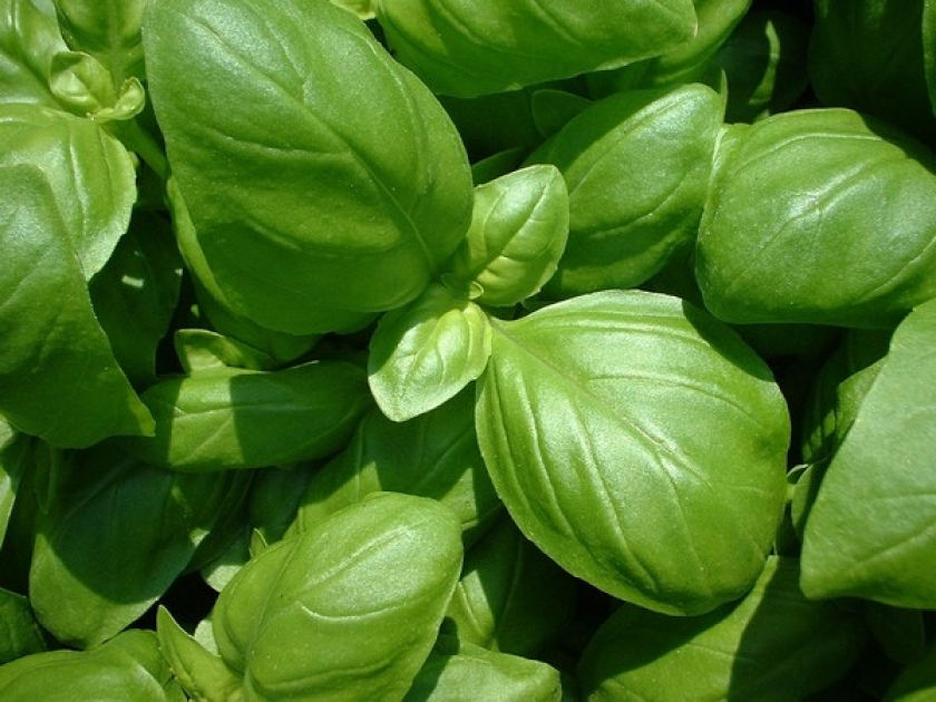 Les bienfaits du basilic : guide pratique Les bienfaits du basilic : guide pratique