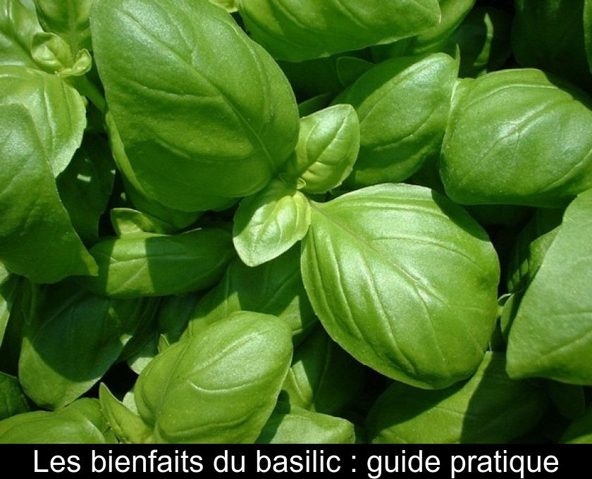 Les bienfaits du basilic : guide pratique Les bienfaits du basilic : guide pratique