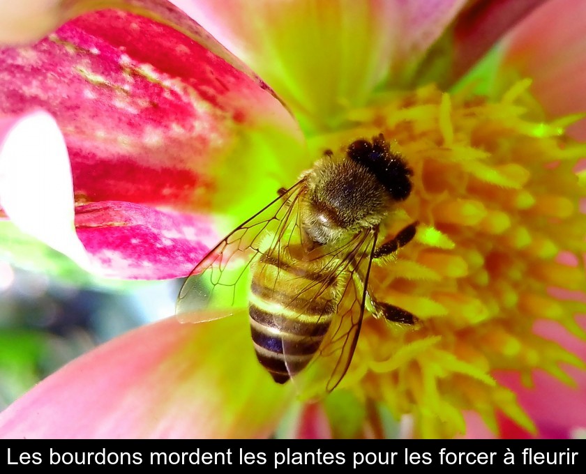 Les bourdons mordent les plantes pour les forcer à fleurir Les bourdons mordent les plantes pour les forcer à fleurir
