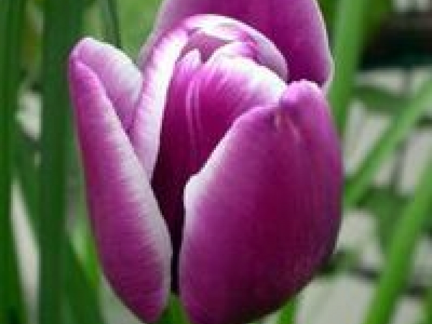 Les bulbes à fleurs Les bulbes à fleurs