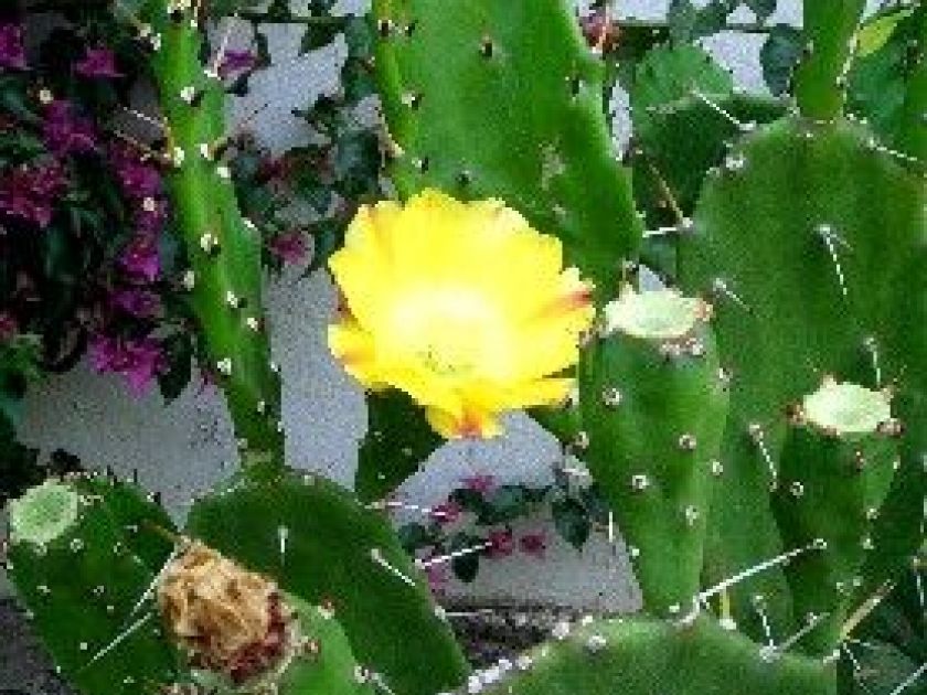 Les cactus : des plantes ornementales étonnantes Les cactus : des plantes ornementales étonnantes