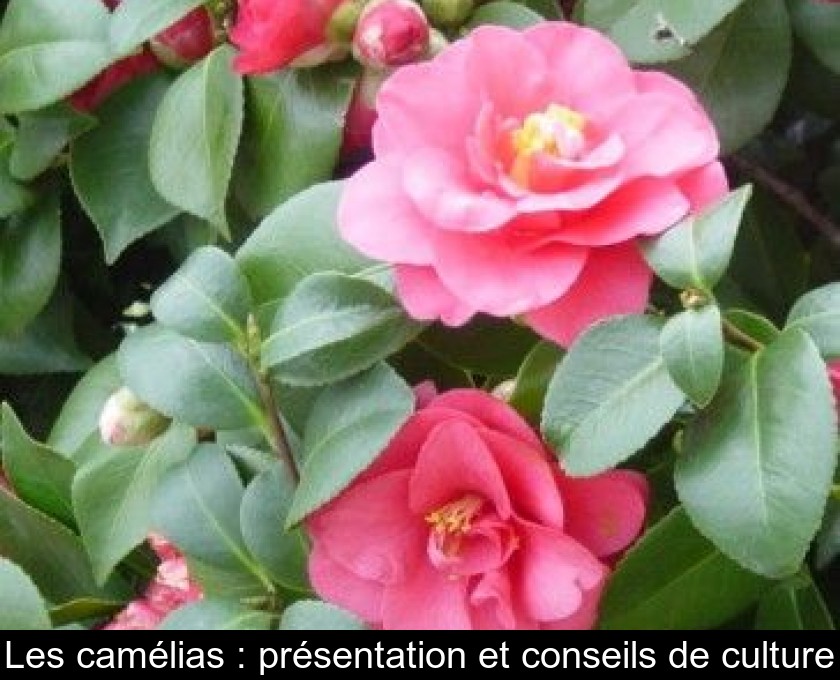 Les camélias : présentation et conseils de culture