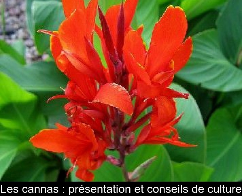 Les cannas : présentation et conseils de culture Les cannas : présentation et conseils de culture