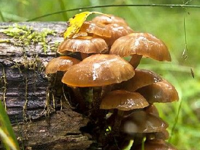 Les méthodes de la définition des parasites dans la personne