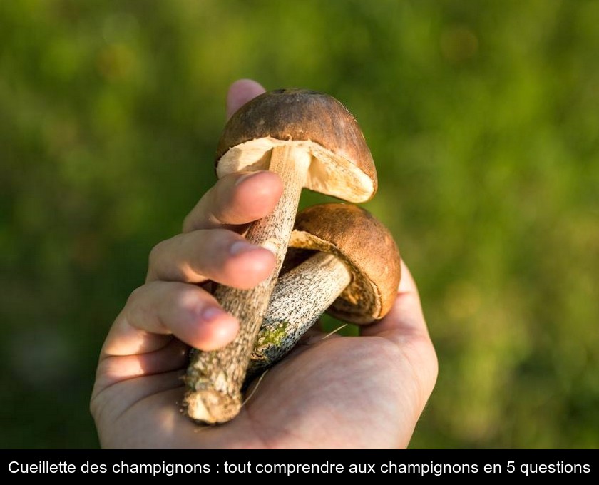 Les champignons : des végétaux pas comme les autres Les champignons : des végétaux pas comme les autres