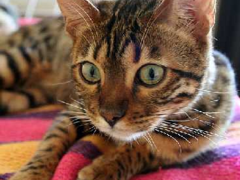 Les chats de race : que choisir ? Les chats de race : que choisir ?