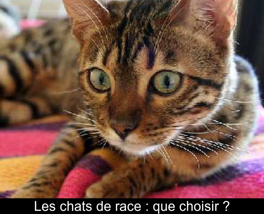 Les chats de race : que choisir ? Les chats de race : que choisir ?