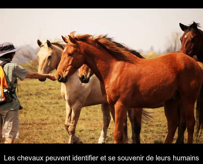Les chevaux peuvent identifier et se souvenir de leurs humains