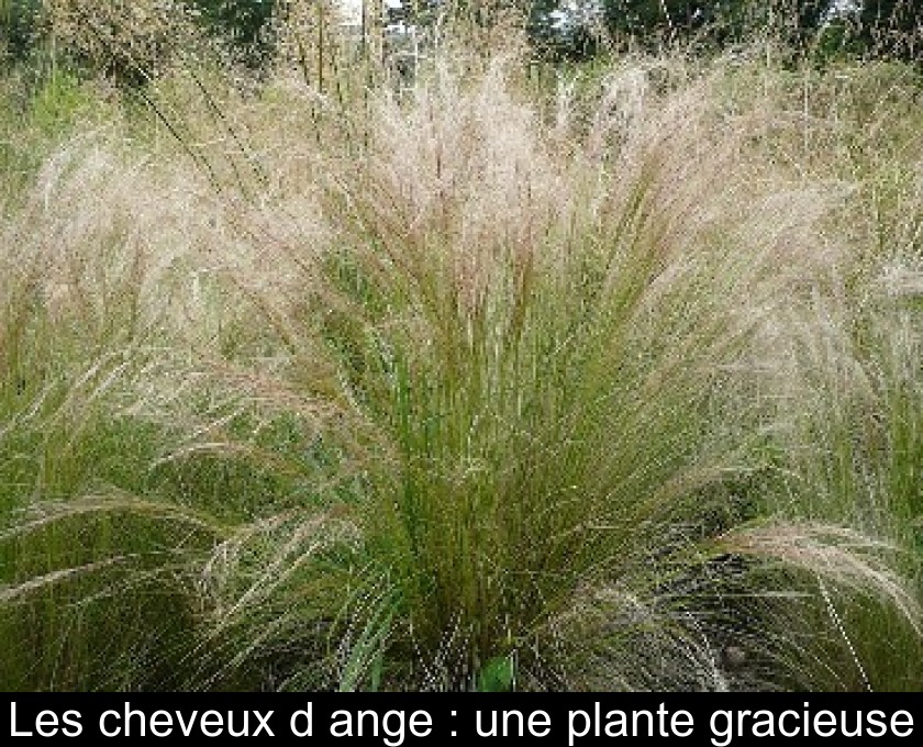 Les cheveux d'ange : une plante gracieuse Les cheveux d'ange : une plante gracieuse