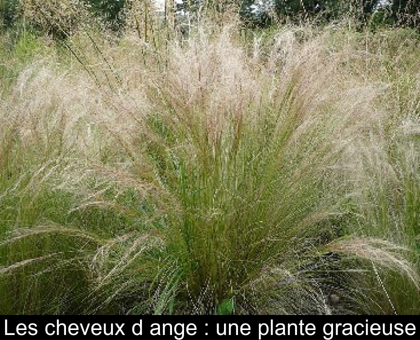 Les cheveux d'ange : une plante gracieuse