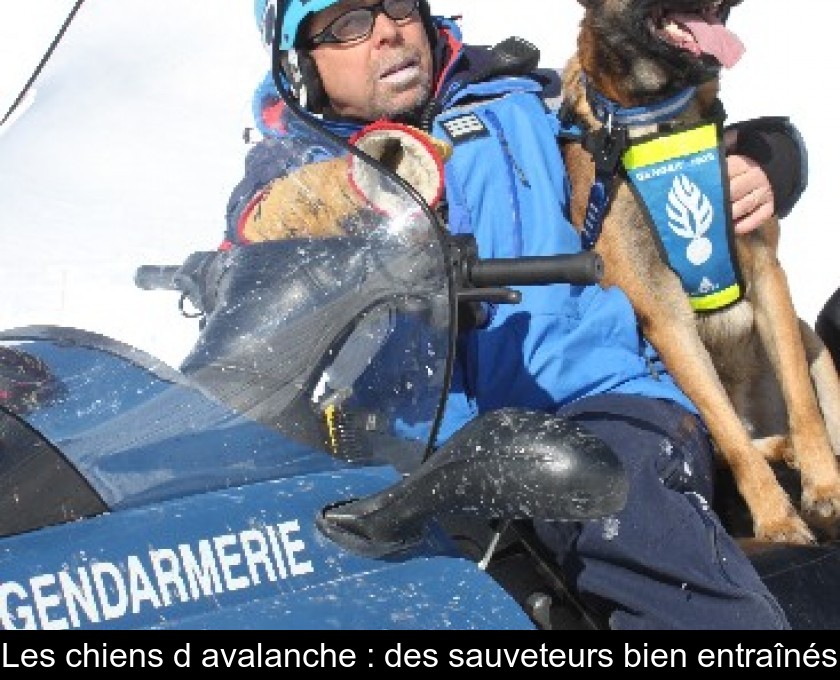 Les chiens d'avalanche : des sauveteurs bien entraînés Les chiens d'avalanche : des sauveteurs bien entraînés