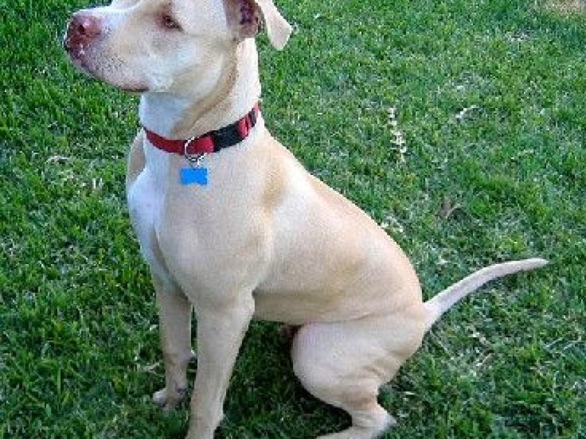 Les chiens dangereux : quelle réglementation