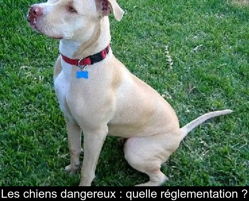 Les chiens dangereux : quelle réglementation ?