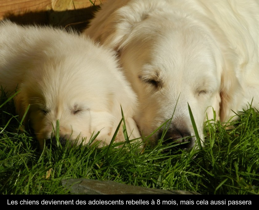 Les chiens deviennent des adolescents rebelles à 8 mois, mais cela aussi passera Les chiens deviennent des adolescents rebelles à 8 mois, mais cela aussi passera
