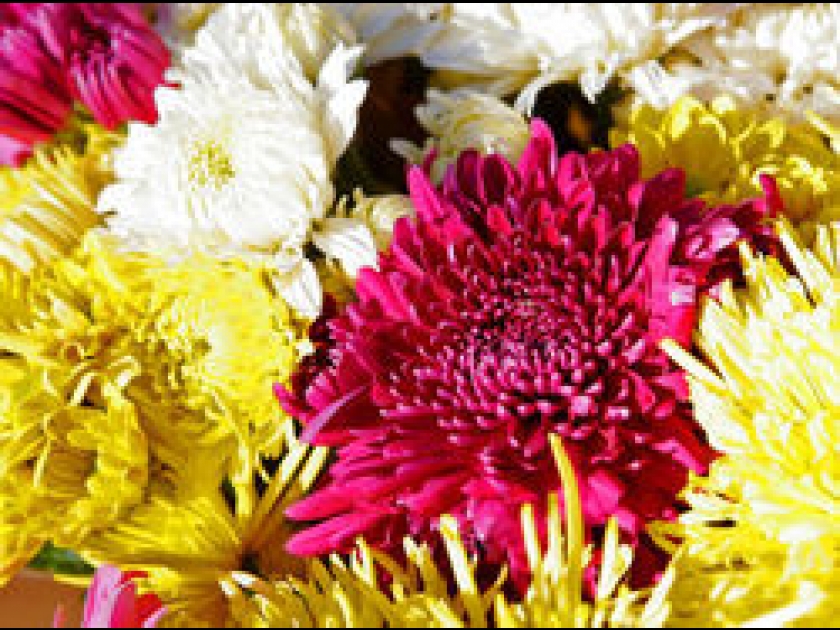Les chrysanthèmes, fleurs incontournables de l'automne Les chrysanthèmes, fleurs incontournables de l'automne