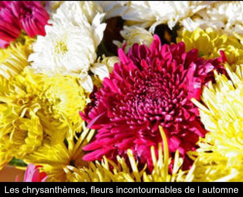 Les chrysanthèmes, fleurs incontournables de l'automne Les chrysanthèmes, fleurs incontournables de l'automne