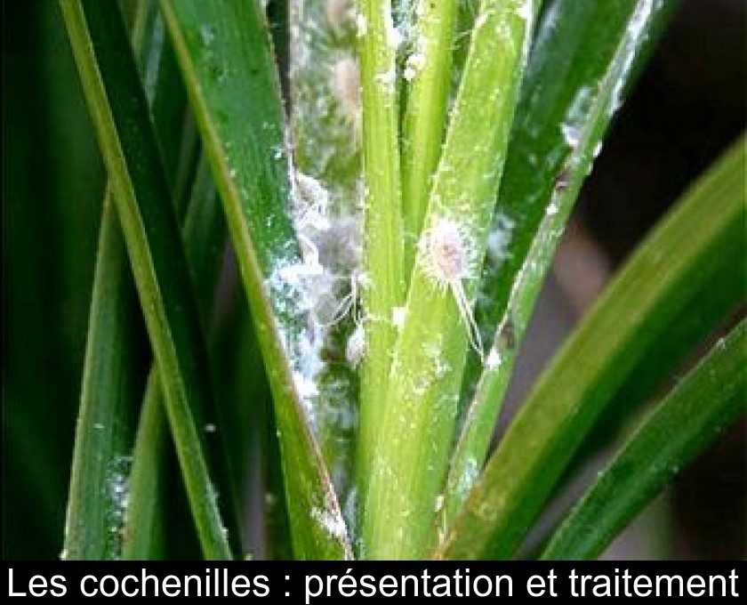 Comment identifier les parasites et maladies des plantes ?