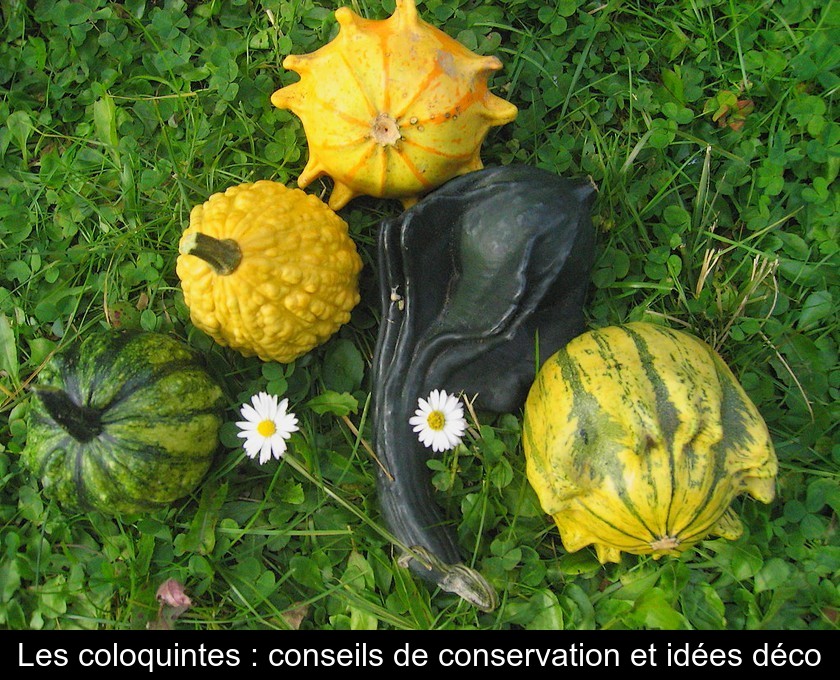 Les coloquintes : conseils de conservation et idées déco