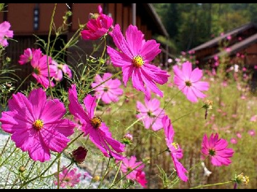 Les cosmos : des fleurs idéales pour les massifs Les cosmos : des fleurs idéales pour les massifs