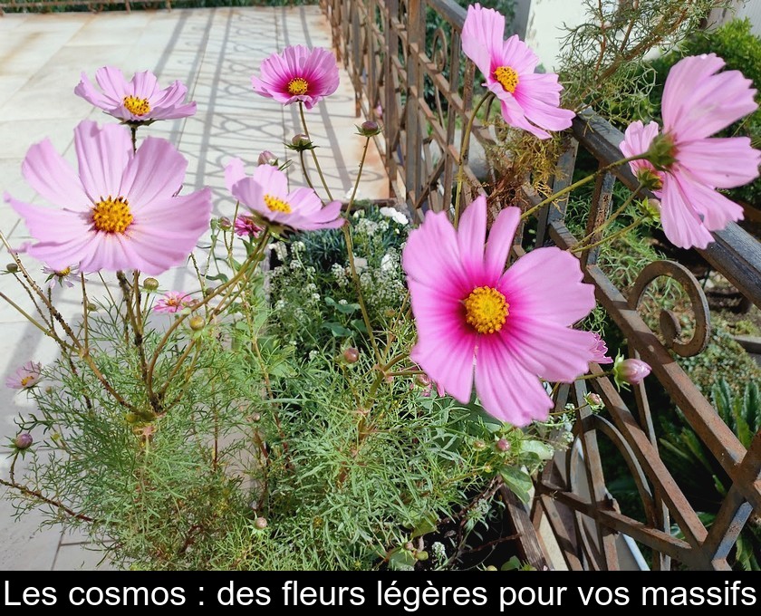 Les cosmos : des fleurs idéales pour les massifs