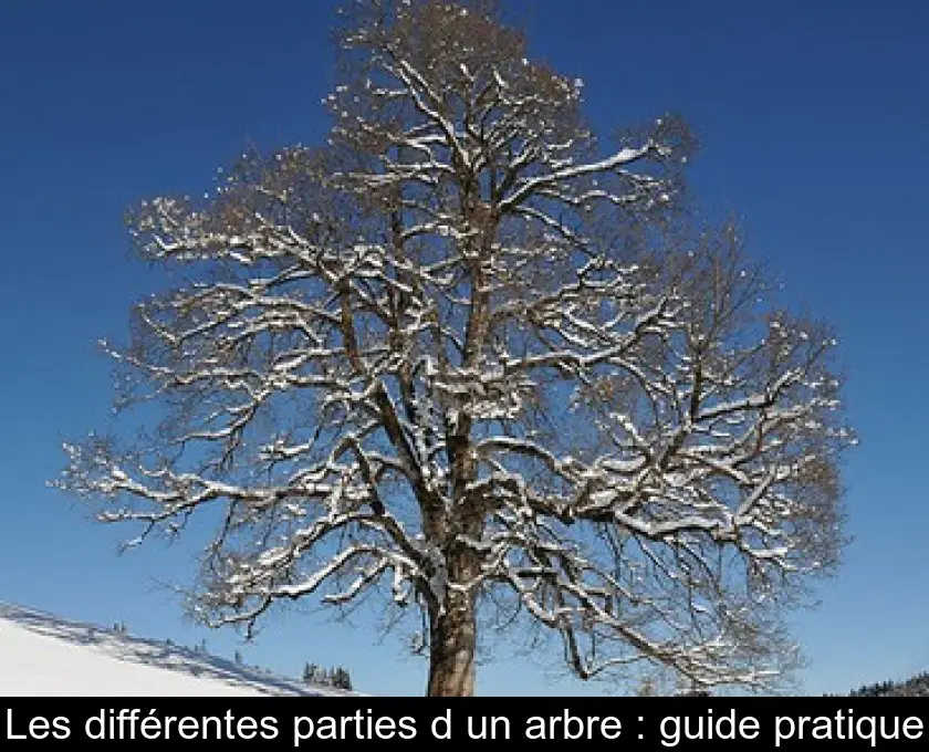 Les différentes parties d'un arbre : guide pratique