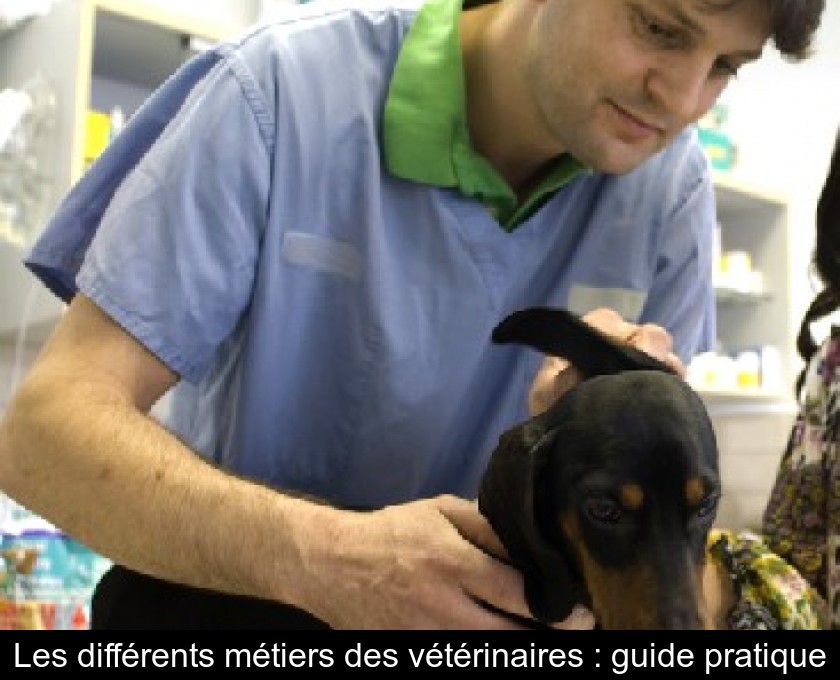 Les différents métiers des vétérinaires : guide pratique Les différents métiers des vétérinaires : guide pratique