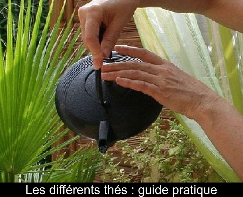 Les différents thés : guide pratique Les différents thés : guide pratique