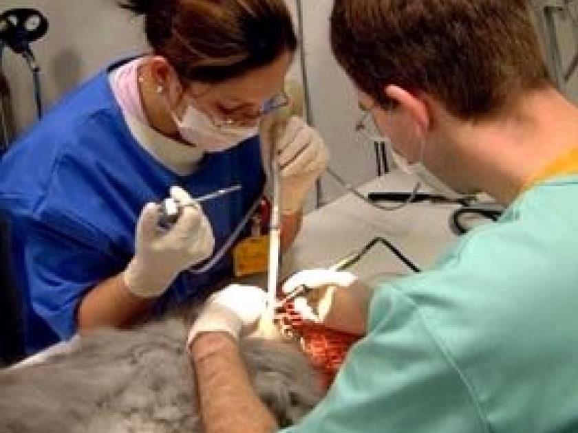 Les écoles vétérinaires : présentation, concours et formation Les écoles vétérinaires : présentation, concours et formation