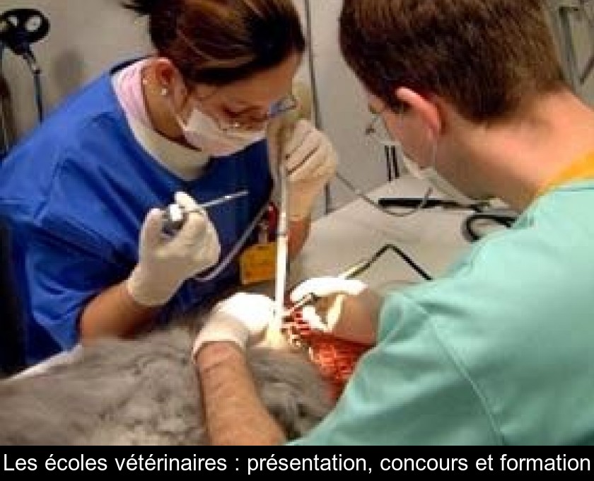 Les écoles vétérinaires : présentation, concours et formation Les écoles vétérinaires : présentation, concours et formation