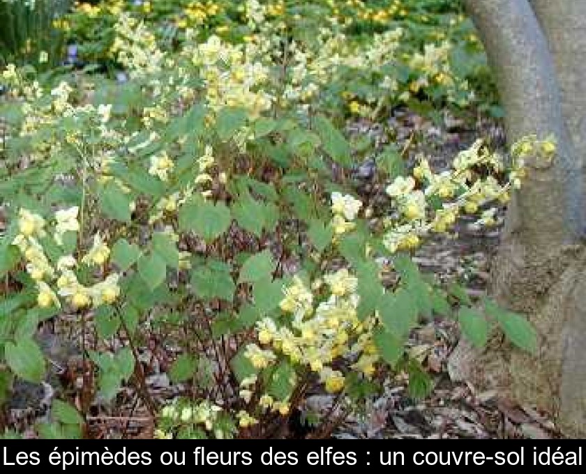 Les épimèdes ou fleurs des elfes : un couvre-sol idéal Les épimèdes ou fleurs des elfes : un couvre-sol idéal