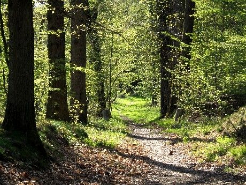 Les espaces boisés classés : définition et réglementation Les espaces boisés classés : définition et réglementation