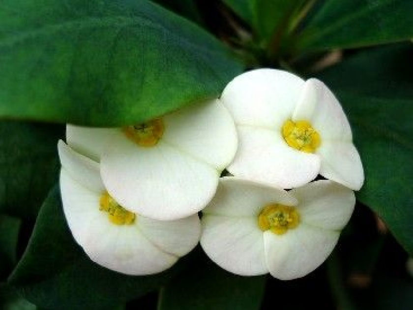 Les euphorbes : une famille de plantes très diverses Les euphorbes : une famille de plantes très diverses