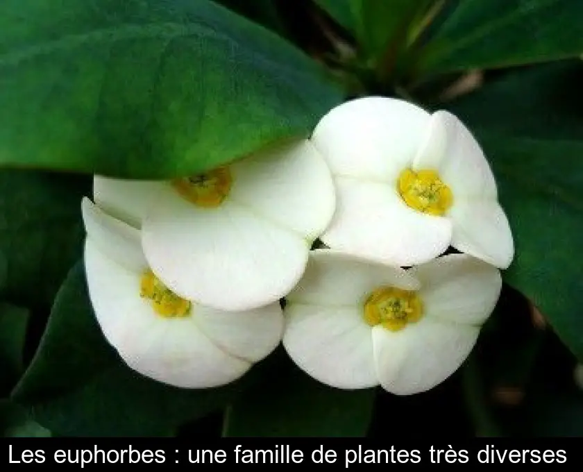 Les euphorbes : une famille de plantes très diverses 