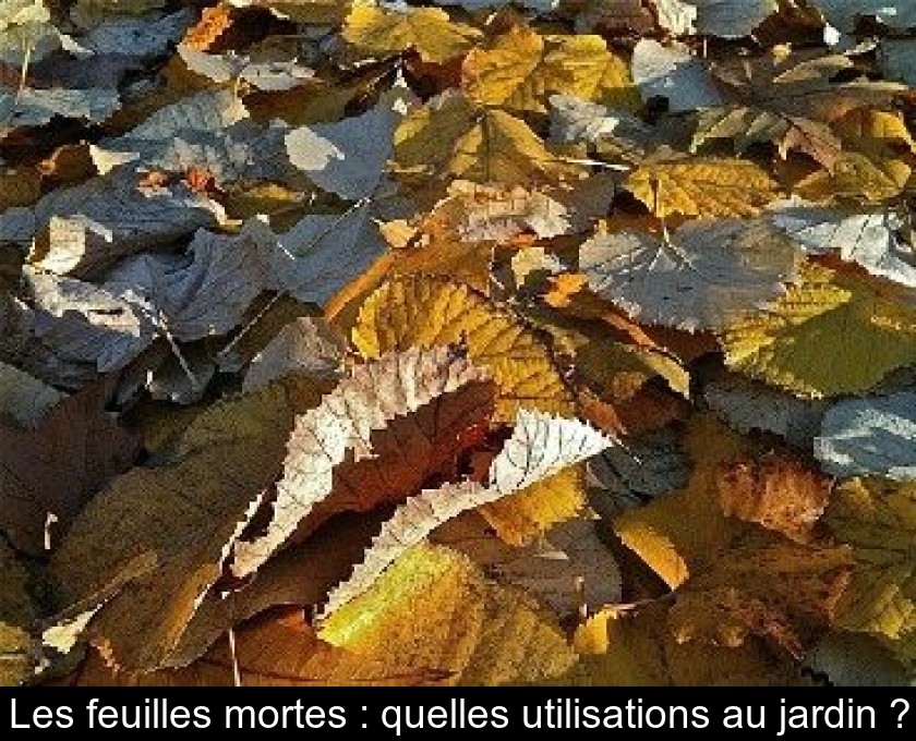 Les feuilles mortes : quelles utilisations au jardin ? Les feuilles mortes : quelles utilisations au jardin ?