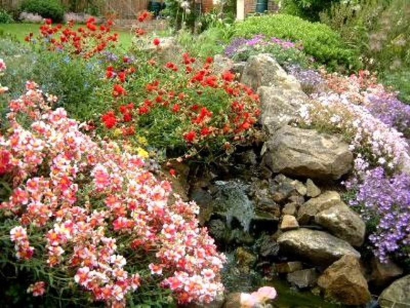 Les fleurs de rocaille : aménagement et choix des variétés Les fleurs de rocaille : aménagement et choix des variétés